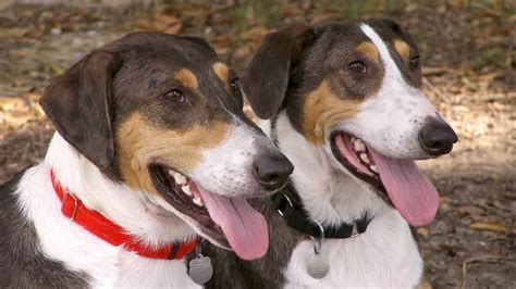 cloned dogs in america